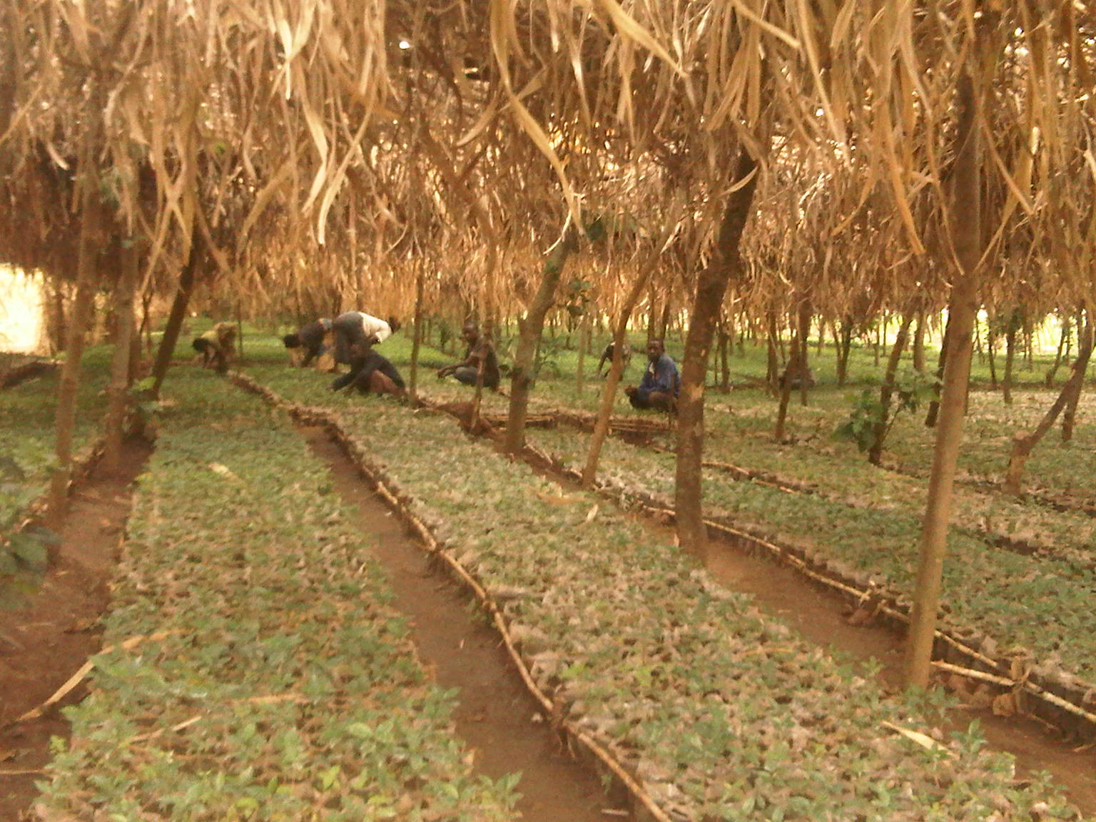 Ulasan Mendalam tentang Film “In the Earth” dan Pesan Tersembunyi